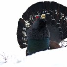 Western Capercaillie